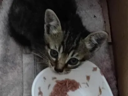 Gato raça SRD-ViraLata idade Abaixo de 2 meses nome sem nome ainda