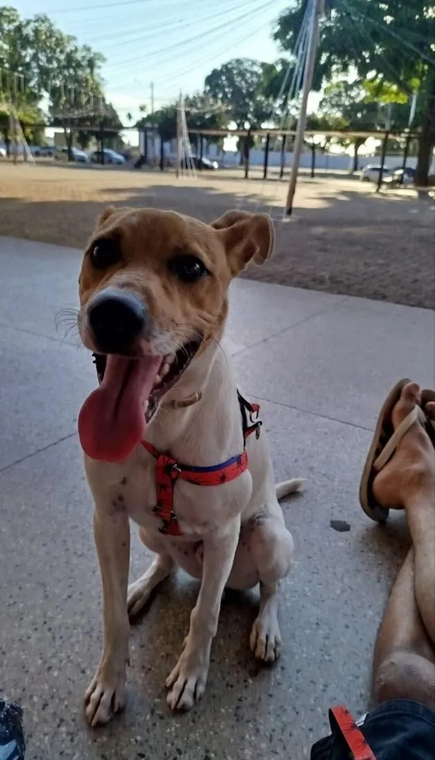 Cachorro raça SRD-ViraLata idade 3 anos nome Luke