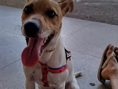 Cachorro raça SRD-ViraLata idade 3 anos nome Luke