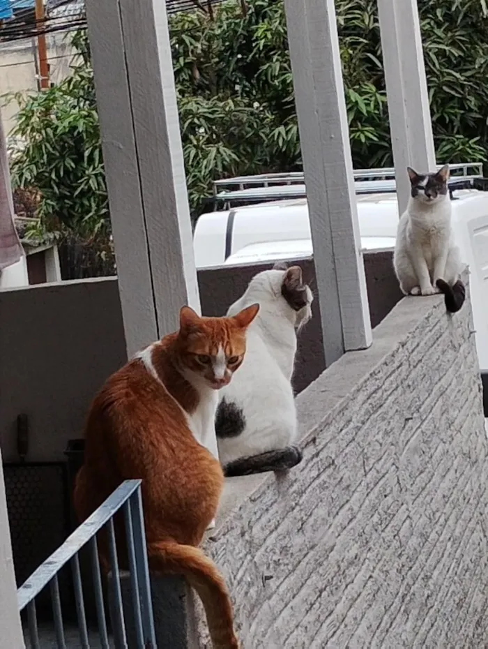 Gato raça SRD-ViraLata idade 2 a 6 meses nome Lolo, Charlotte e Luna