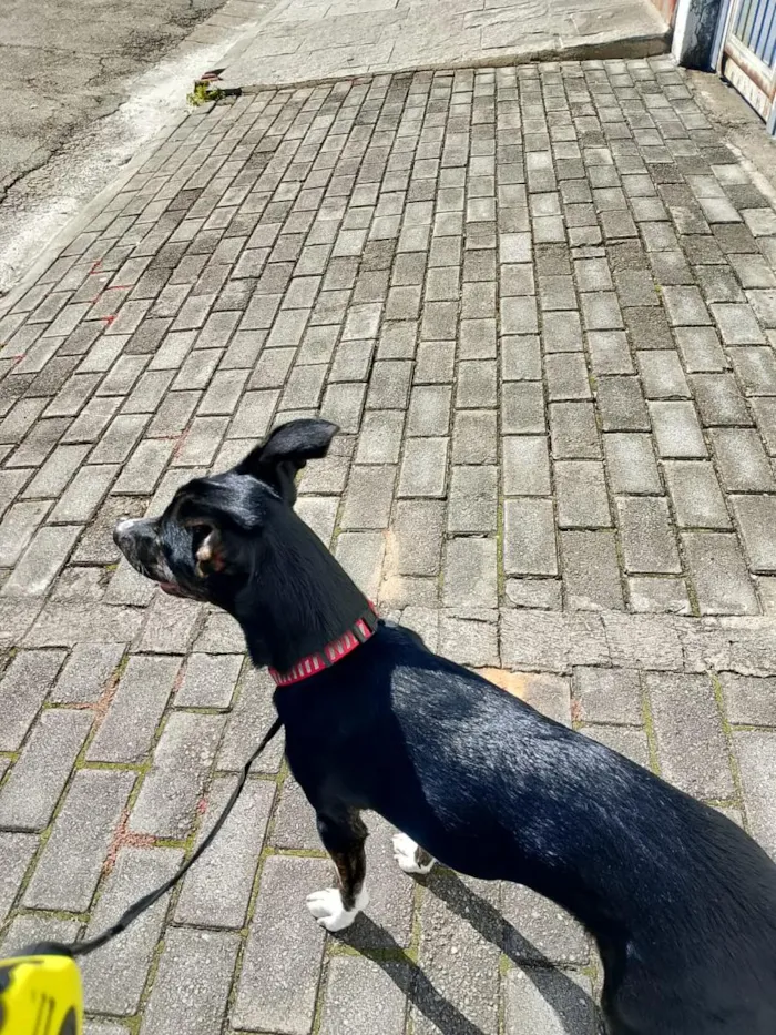 Cachorro raça SRD-ViraLata idade 7 a 11 meses nome luma