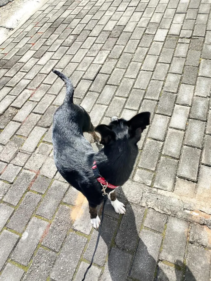 Cachorro raça SRD-ViraLata idade 7 a 11 meses nome luma