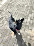 luma