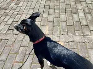 Cachorro raça SRD-ViraLata idade 7 a 11 meses nome luma