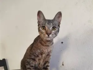 Gato raça SRD-ViraLata idade 7 a 11 meses nome Bob