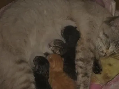Gato raça SRD-ViraLata idade Abaixo de 2 meses nome três filhotes 