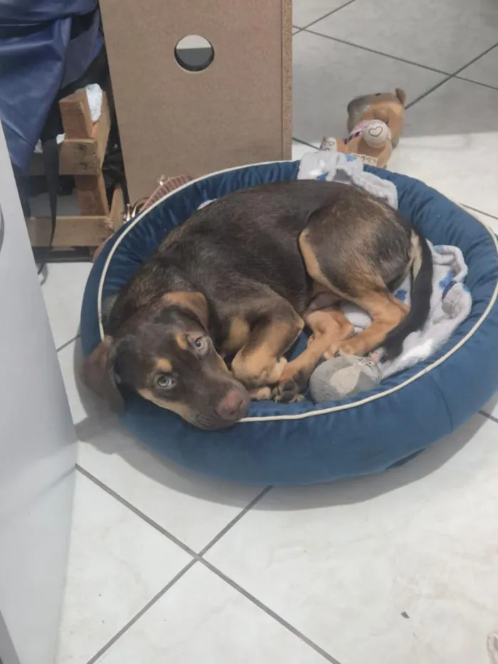 Cachorro raça SRD-ViraLata idade 2 a 6 meses nome THOR