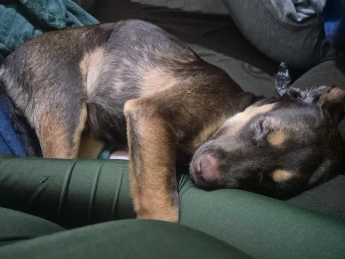 Cachorro raça SRD-ViraLata idade 2 a 6 meses nome THOR