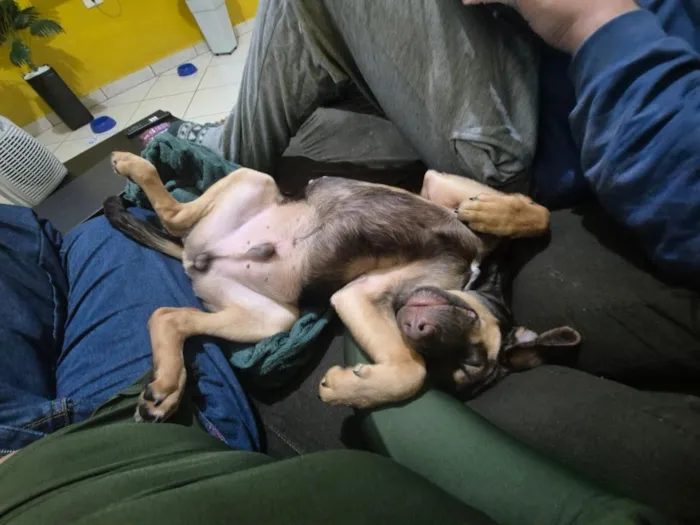 Cachorro raça SRD-ViraLata idade 2 a 6 meses nome THOR