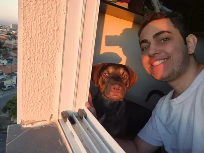 Cachorro raça SRD-ViraLata idade 2 a 6 meses nome THOR