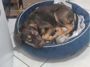 Cachorro raça SRD-ViraLata idade 2 a 6 meses nome THOR
