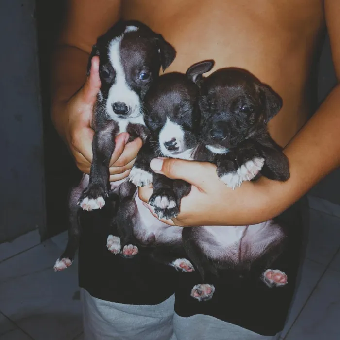 Cachorro raça SRD-ViraLata idade Abaixo de 2 meses nome 2 meses de vida