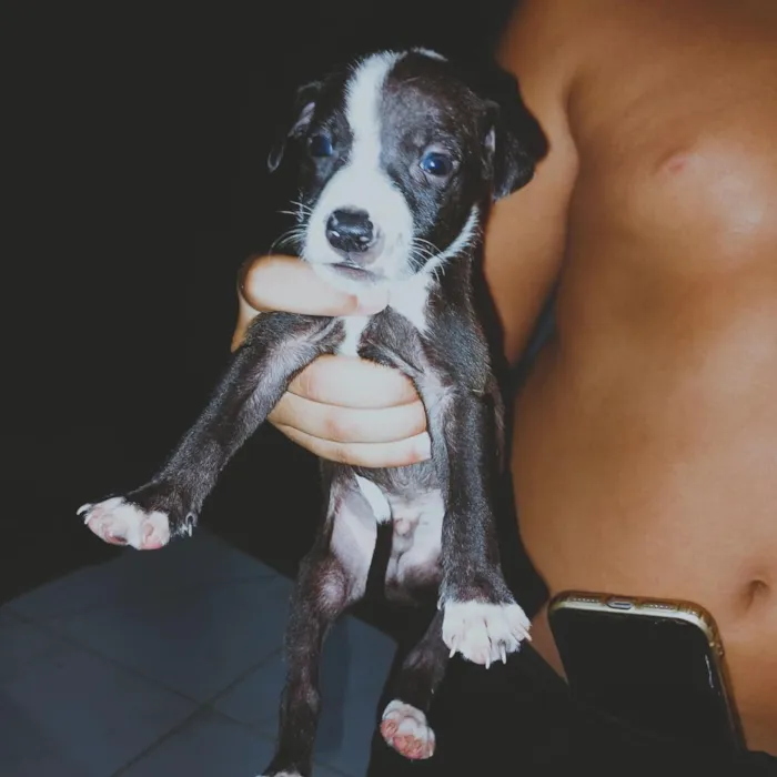 Cachorro raça SRD-ViraLata idade Abaixo de 2 meses nome 2 meses de vida