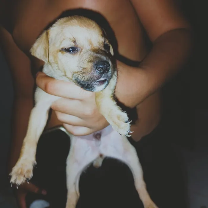 Cachorro raça SRD-ViraLata idade Abaixo de 2 meses nome 2 meses de vida