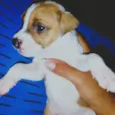 2 meses de vida