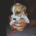 2 meses de vida