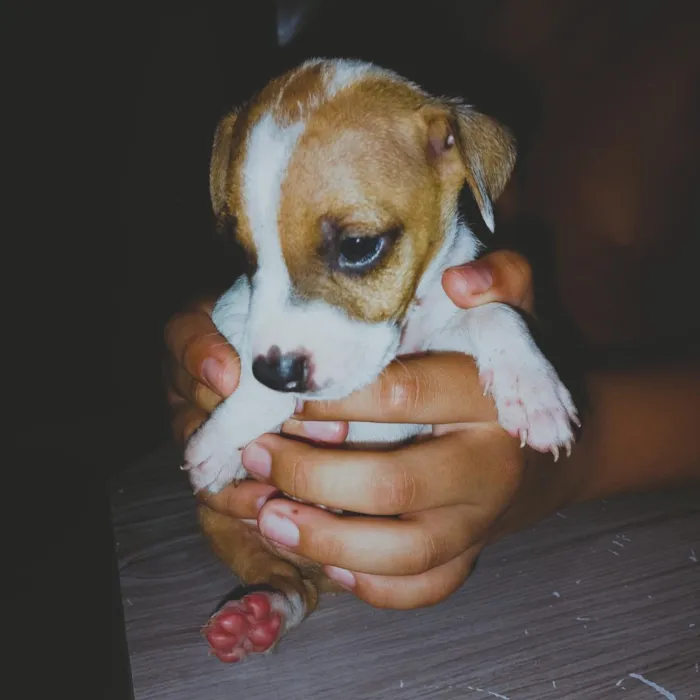 Cachorro raça SRD-ViraLata idade Abaixo de 2 meses nome 2 meses de vida