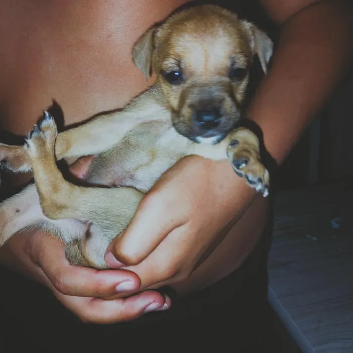 Cachorro raça SRD-ViraLata idade Abaixo de 2 meses nome 2 meses de vida