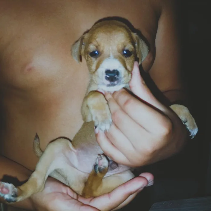 Cachorro raça SRD-ViraLata idade Abaixo de 2 meses nome 2 meses de vida