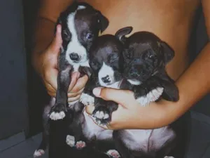 Cachorro raça SRD-ViraLata idade Abaixo de 2 meses nome 2 meses de vida