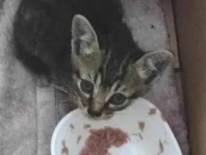 Gato raça SRD-ViraLata idade Abaixo de 2 meses nome sem nome ainda