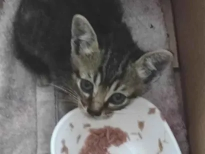 Gato raça SRD-ViraLata idade Abaixo de 2 meses nome sem nome ainda