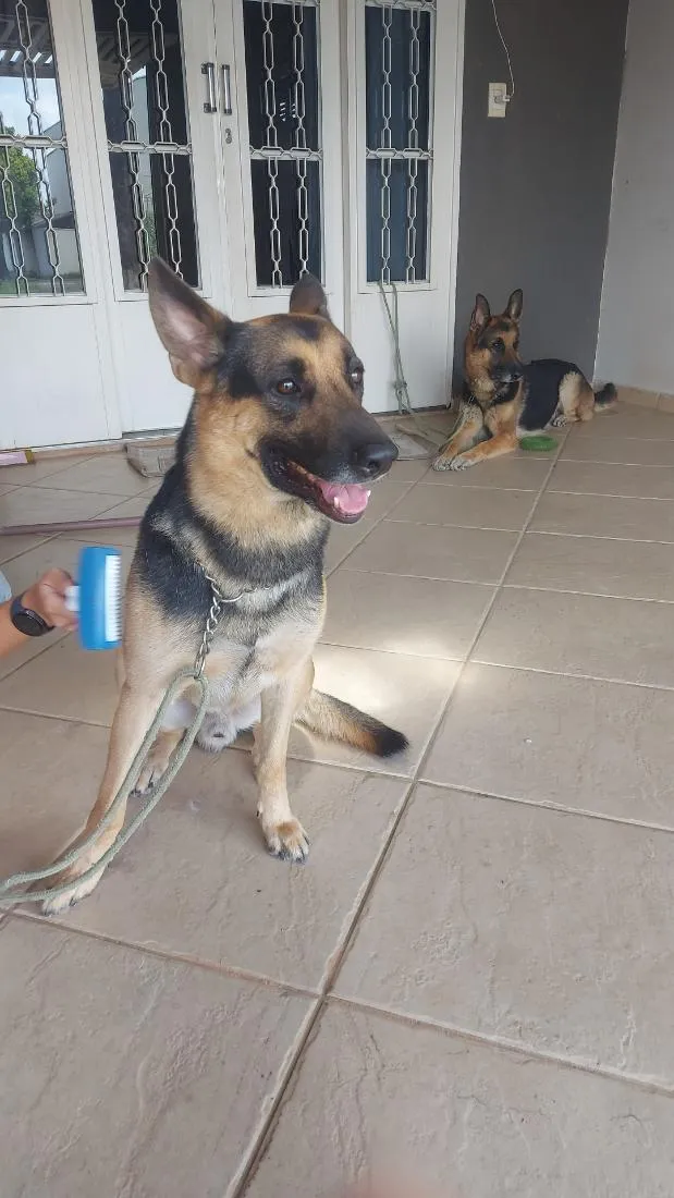 Cachorro raça Pastor Alemão idade 3 anos nome Thor