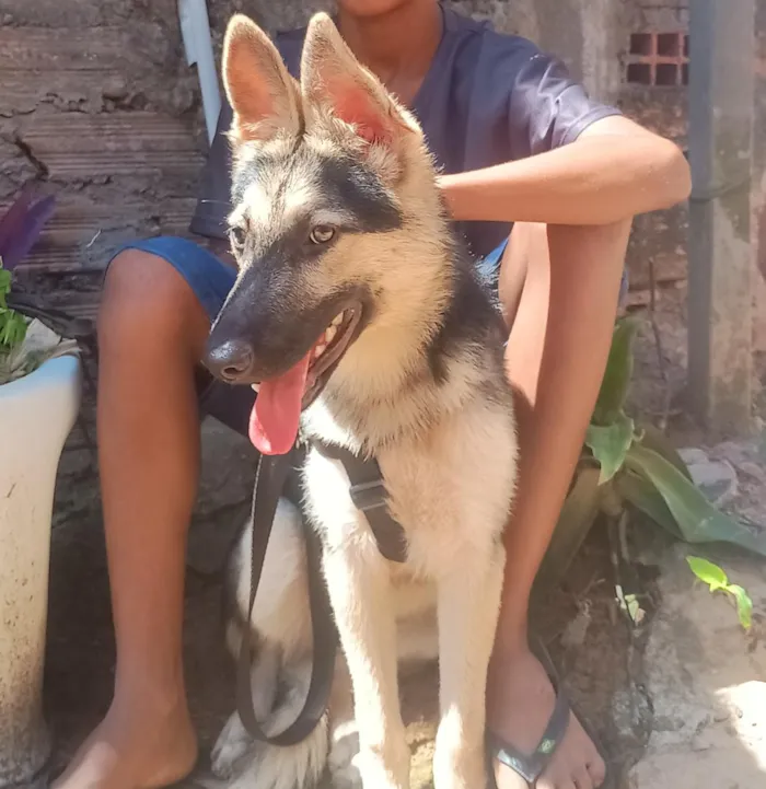 Cachorro raça Pastor Alemão idade 2 a 6 meses nome kiara