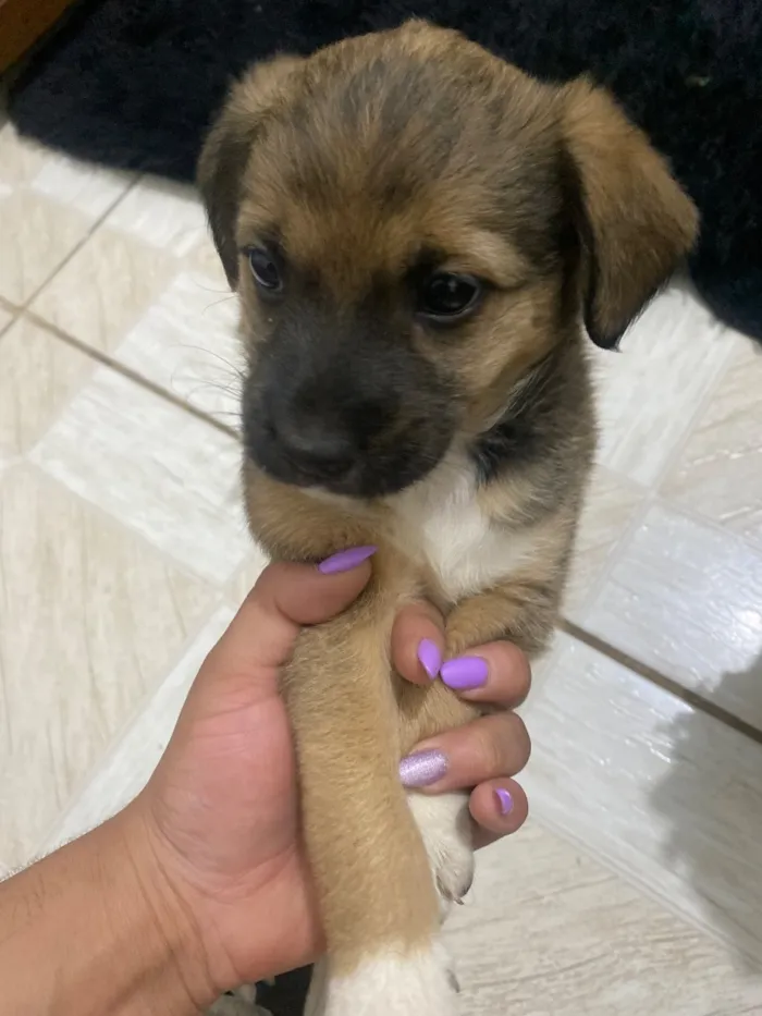 Cachorro raça SRD-ViraLata idade Abaixo de 2 meses nome Não tem ainda 