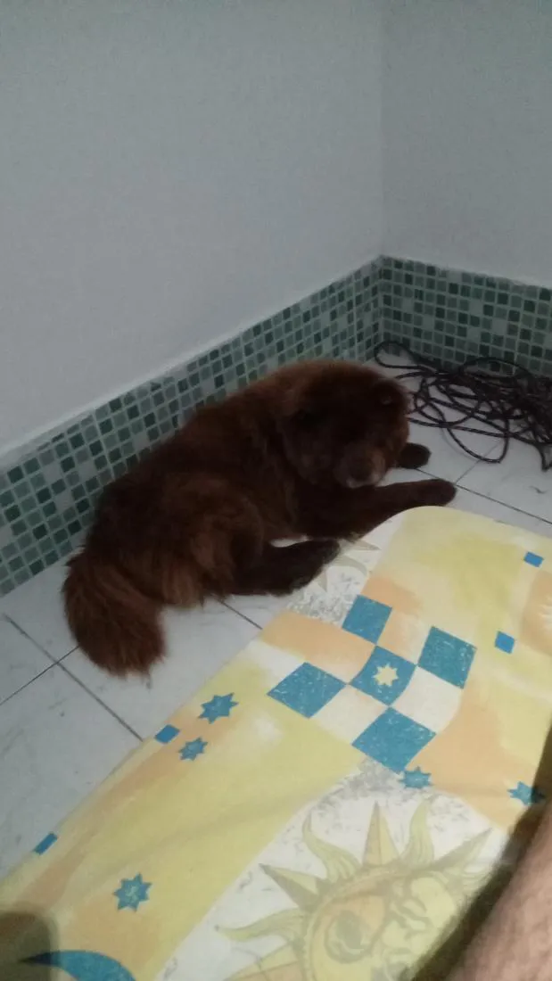Cachorro raça SRD-ViraLata idade 6 ou mais anos nome p