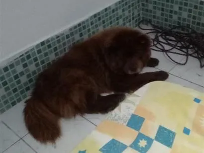 Cachorro raça SRD-ViraLata idade 6 ou mais anos nome p