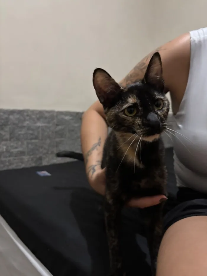 Gato raça SRD-ViraLata idade 7 a 11 meses nome Negona