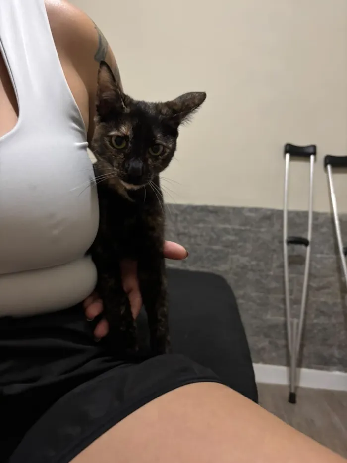 Gato raça SRD-ViraLata idade 7 a 11 meses nome Negona