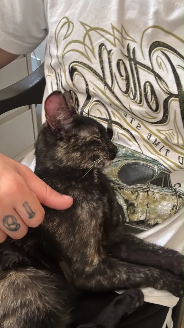 Gato raça SRD-ViraLata idade 7 a 11 meses nome Negona
