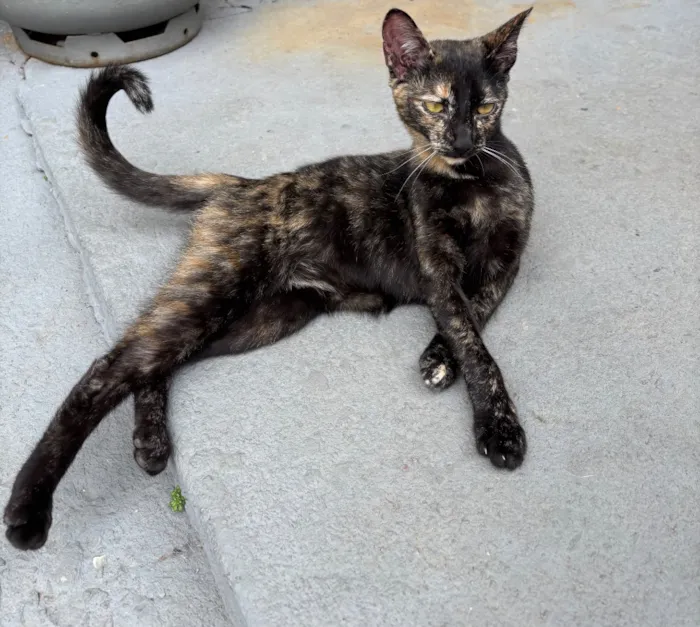 Gato raça SRD-ViraLata idade 7 a 11 meses nome Negona