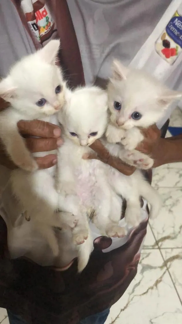 Gato raça SRD-ViraLata idade 2 a 6 meses nome Regina, Monica,ligia