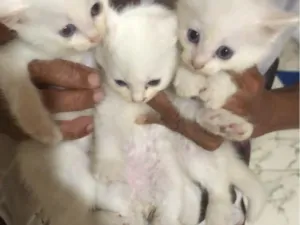 Gato raça SRD-ViraLata idade 2 a 6 meses nome Regina, Monica,ligia