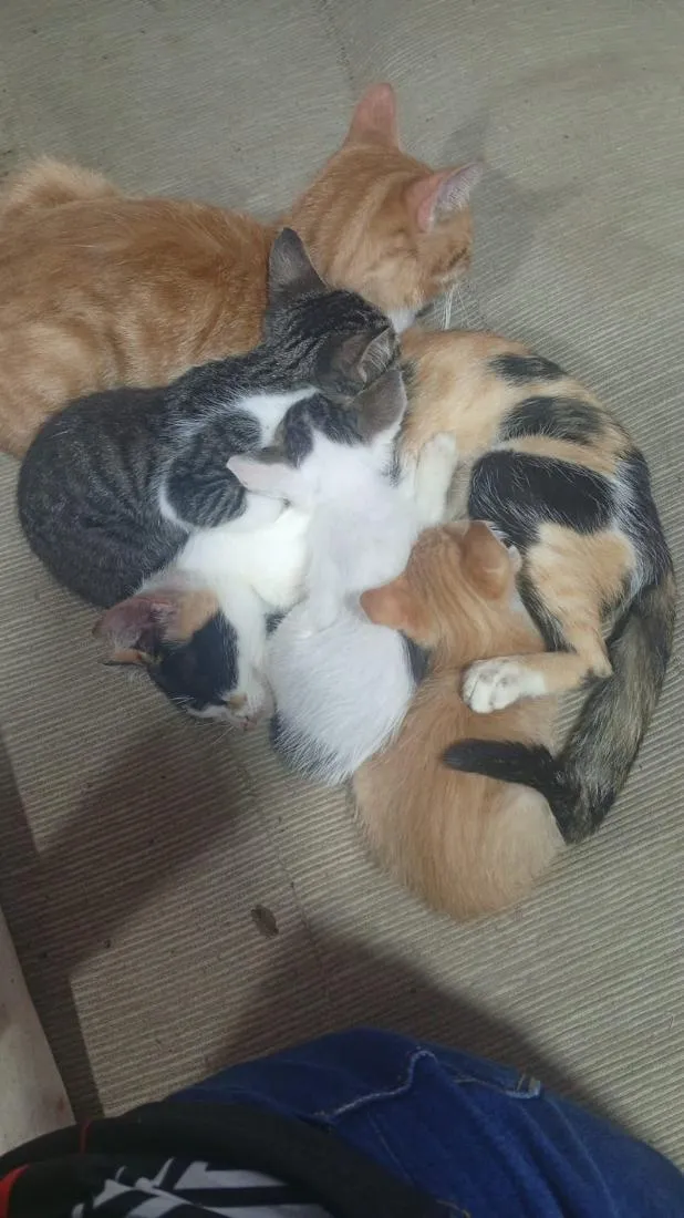 Gato raça SRD-ViraLata idade 2 a 6 meses nome o casal mostarda e Ravena e os filhos não tem nome