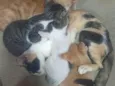 o casal mostarda e Ravena e os filhos não tem nome