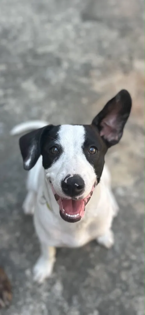 Cachorro raça SRD-ViraLata idade 2 anos nome Claudia