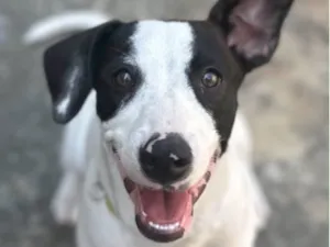 Cachorro raça SRD-ViraLata idade 2 anos nome Claudia