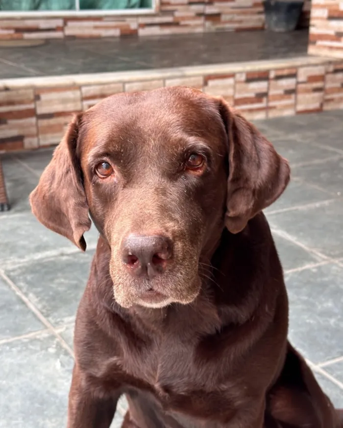 Cachorro raça Labrador idade 6 ou mais anos nome Safira