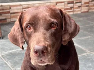 Cachorro raça Labrador idade 6 ou mais anos nome Safira