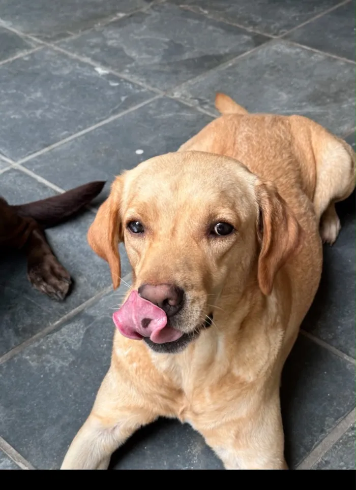 Cachorro raça Labrador idade 6 ou mais anos nome Maria/Nina