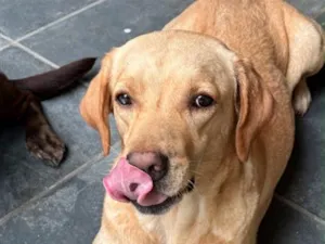 Cachorro raça Labrador idade 6 ou mais anos nome Maria/Nina