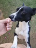 Loki