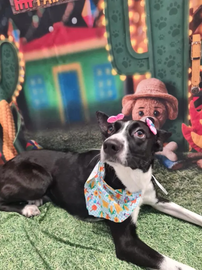 Cachorro raça SRD-ViraLata idade 3 anos nome Loki