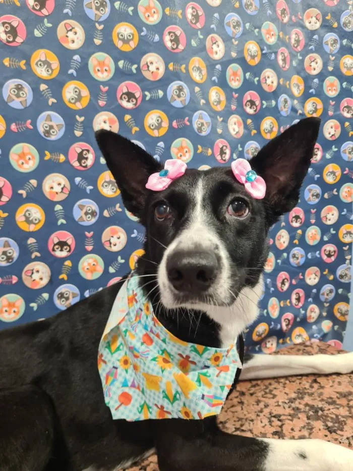 Cachorro raça SRD-ViraLata idade 3 anos nome Loki