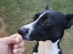 Cachorro raça SRD-ViraLata idade 3 anos nome Loki