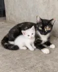 Machinho filhote  e Femea Mãe